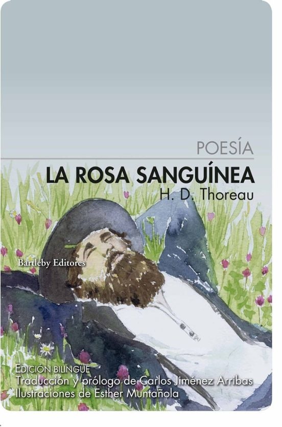 La rosa sanguinea