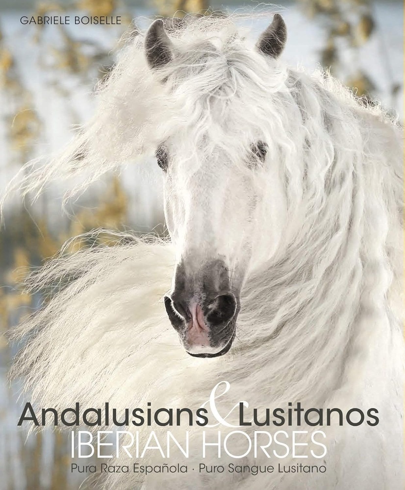 Andalusians & Lusitanos - Iberian horses